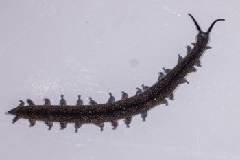 Media type: image;   Invertebrate Zoology 168055 Description: Digital photograph of specimen in life.;